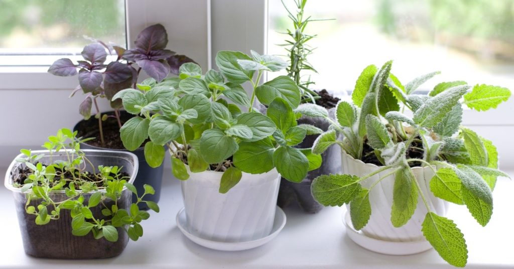 A collection of potted herbs resting on a window ledge, creating a small, indoor garden space in a kitchen.